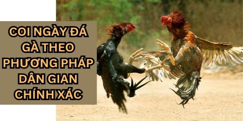 Kinh nghiệm xem ngày đá gà từ các dân chơi lão làng