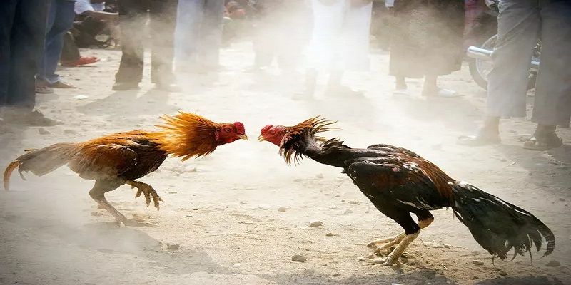 Kinh nghiệm thắng lớn từ các kê thủ lão luyện