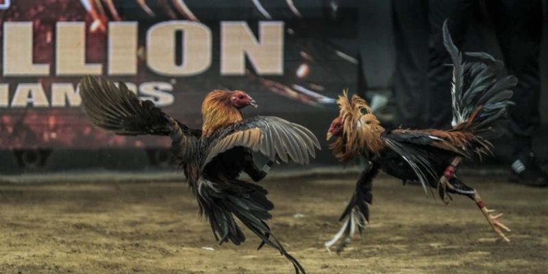 Vì sao đá gà 789win lại được ưa chuộng?