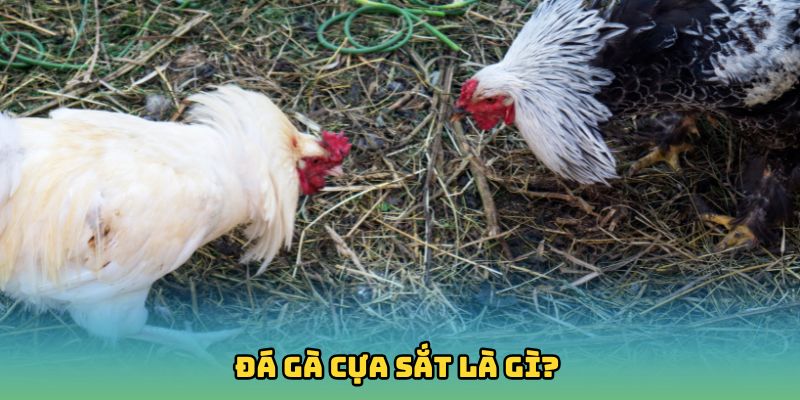 Đá gà cựa sắt là gì?
