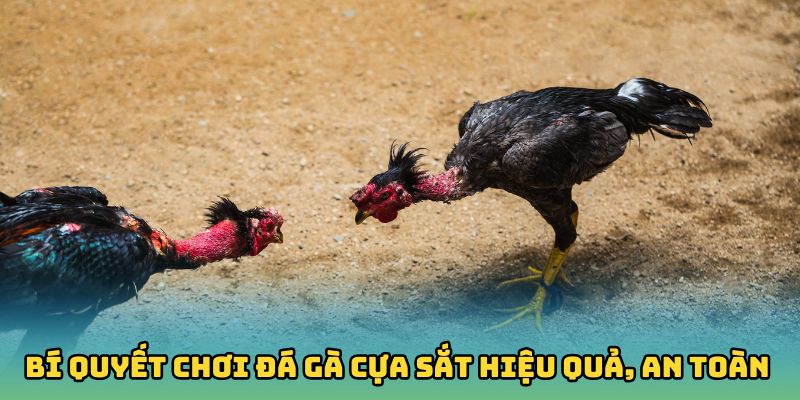 Bí quyết chơi đá gà cựa sắt hiệu quả và an toàn