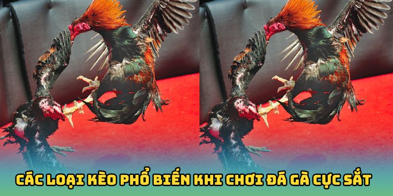 Các loại kèo phổ biến khi chơi đá gà cực sắt