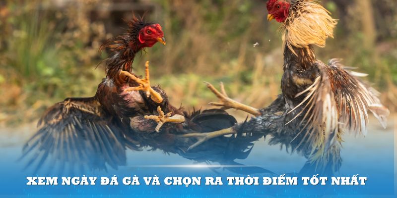 3 yếu tố quan trọng cần biết khi xem ngày đá gà