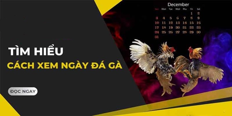 Lý do cần phải xem ngày đá gà là gì?