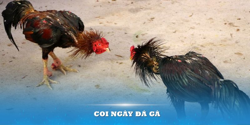 Xem Ngày Đá Gà