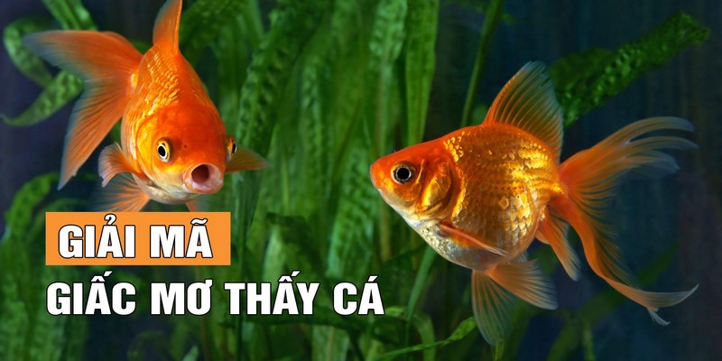 Nằm Mơ Thấy Cá Là Điềm Hung Hay Cát, Đánh Số Nào Thắng Lớn?