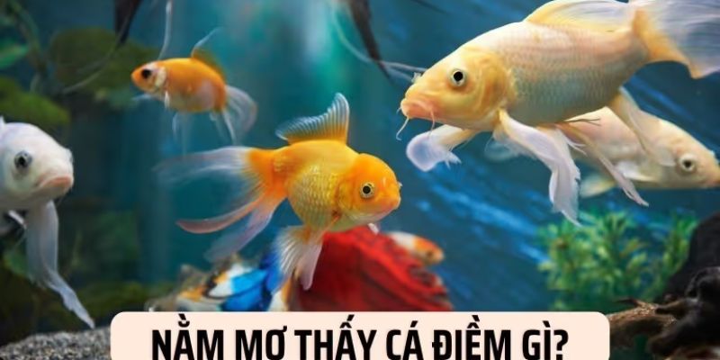 Tìm hiểu ý nghĩa của cá trong phong thủy