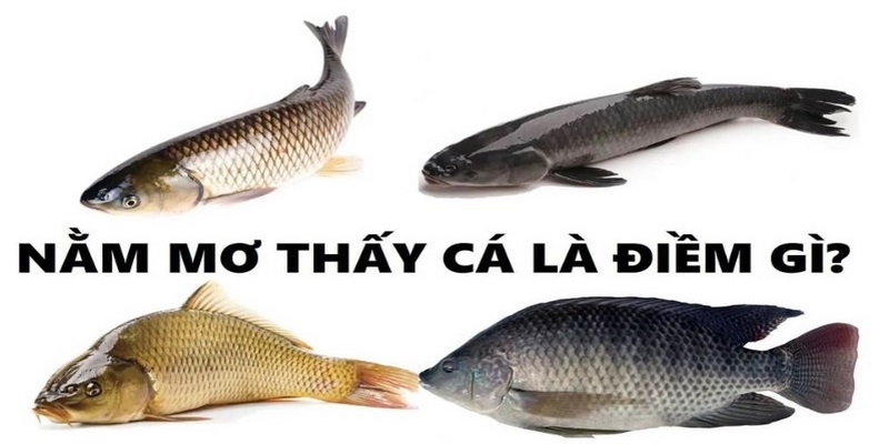 Nằm mơ thấy đánh bắt cá có phải điềm tốt?