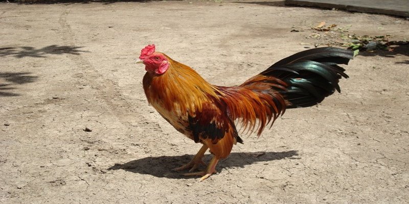 Tiêu chuẩn trong cách chọn gà đá 789win cần nhớ