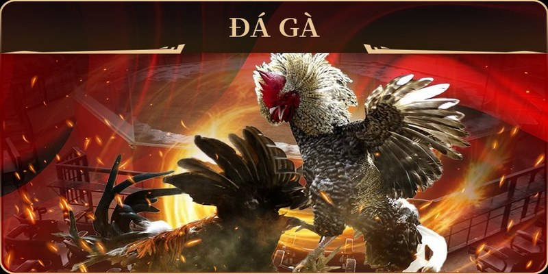 Giới Thiệu Đá Gà Trực Tiếp Mộc Bài Kịch Tính Và Hấp Dẫn