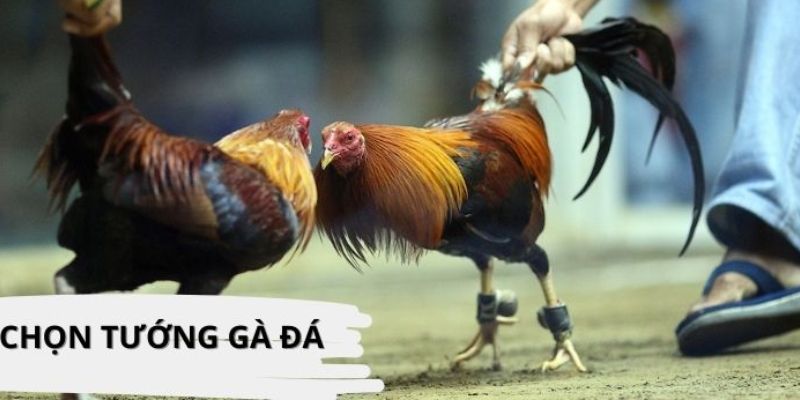 Cách chọn gà đá 789win chuẩn nhất từ cao thủ
