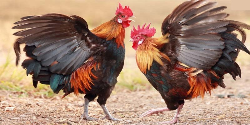 Những nét nổi bật giúp Đá Gà trực tiếp Mộc Bài thu hút người chơi