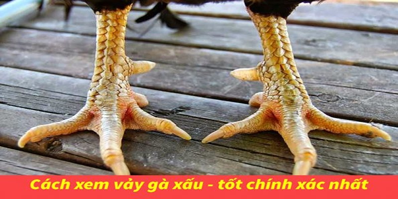 Cách Xem Vảy Gà Tốt Xấu - Bí Quyết Từ Cao Thủ 789WIN