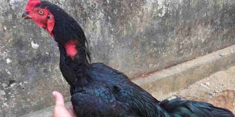 Các Kiểu Mắt Gà Chọi & Cách Nhận Diện Chiến Kê Tiềm Năng