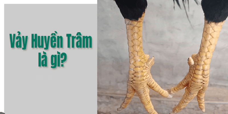 Bỏ túi cách xem vảy gà tốt xấu từ dân chuyên