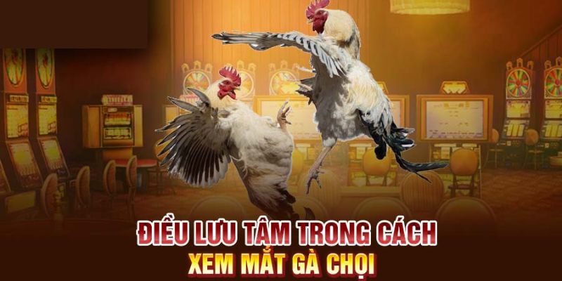 Một số lưu ý để chăm sóc mắt gà chọi hiệu quả