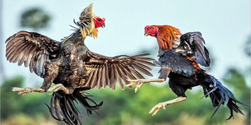 Đá Gà Trực Tiếp C2 - Hình Thức Giải Trí Cá Cược Hấp Dẫn