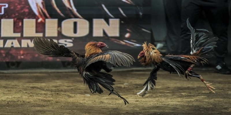 Giới thiệu về đá gà trực tiếp C2